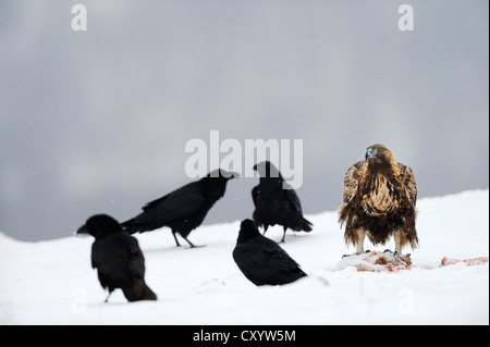 Ravens (Corvus corax) and a Golden Eagle (Aquila chrysaetos), at a bait site, Sinite Kamani Nature Park, Bulgaria, Europe Stock Photo