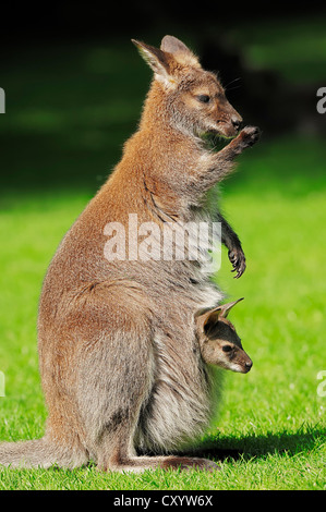 Red-necked wallaby (Macropus rufogriseus), doe with joey in pouch, found in Australia, captive, North Rhine-Westphalia Stock Photo