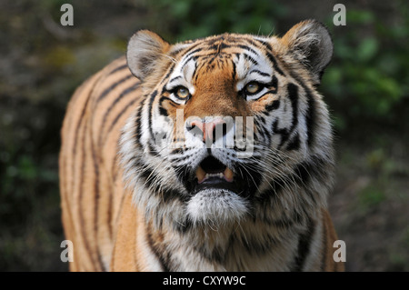 Siberian tiger, Amur tiger (Panthera tigris altaica), zoo, Lower Saxony Stock Photo