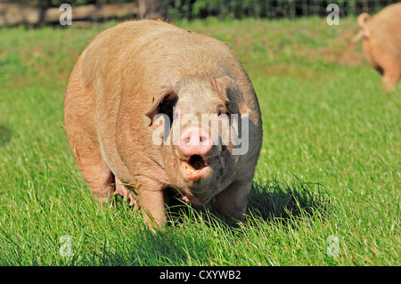 Domestic pig (Sus scrofa domestica), free-range, Schleswig-Holstein Stock Photo