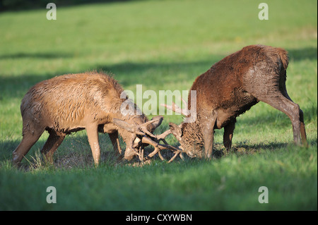 Red deer (Cervus elaphus), young stags fighting in the wallow, state game reserve, Lower Saxony, PublicGround Stock Photo