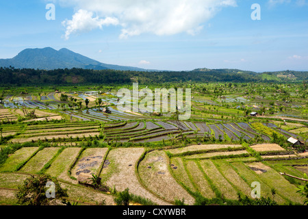 Rice paddies near Amlapura, formerly Karangasem, East Bali, Bali, Indonesia, Southeast Asia, Asia