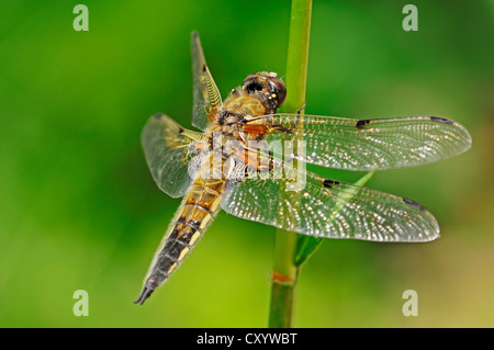 Four-spotted Chaser or Four-spotted Skimmer (Libellula quadrimaculata), female, North Rhine-Westphalia Stock Photo