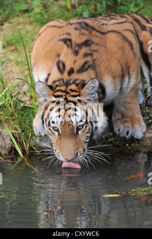 Siberian tiger, Amur tiger (Panthera tigris altaica), drinking, zoo, Lower Saxony Stock Photo