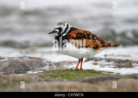 Ruddy turnstone (Arenaria interpres), with breeding plumage, standing on a rock overgrown with moss on the beach Stock Photo