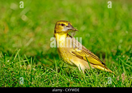 Village Weaver (Ploceus cucullatus syn. Textor cucullatus), female with nesting material, native to Africa, captive Stock Photo