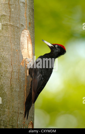 Black woodpecker (Dryocopus martius), male sitting at the entrance of its nesting hole, Neunkirchen, Siegerland Stock Photo