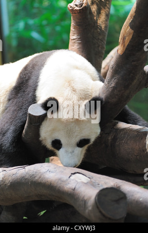 A giant panda lying on the tree branch and sleeping Stock Photo