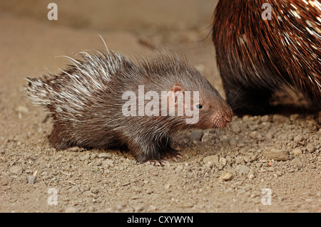 Indian crested porcupine (Hystrix indica, Hystrix leucura), young animal, native to the Middle East and India, captive Stock Photo