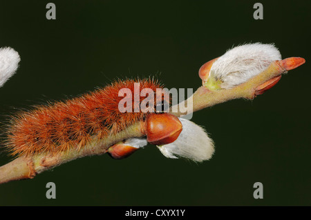 Ruby tiger (Phragmatobia fuliginosa), caterpillar sitting on willow catkins of the Goat willow (Salix caprea) Stock Photo