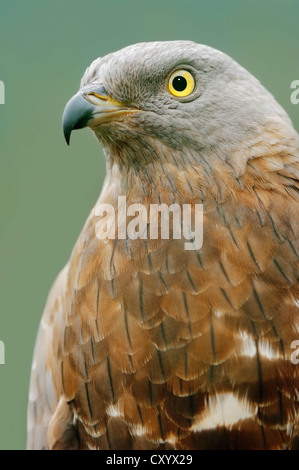 European honey buzzard (Pernis apivorus), portrait, North Rhine-Westphalia Stock Photo