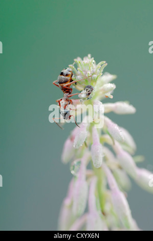 Southern wood ant (Formica rufa), North Rhine-Westphalia Stock Photo