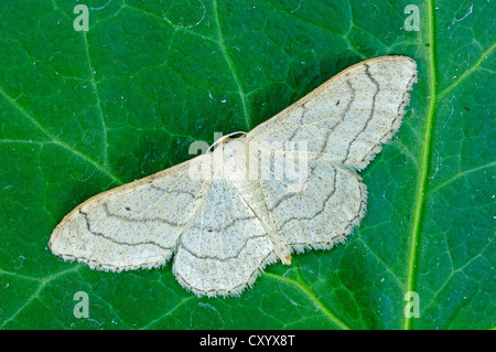 Common White Wave (Cabera pusaria), female, North Rhine-Westphalia Stock Photo