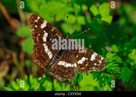 Map butterfly (Araschnia levana f. prorsa), summer brood, North Rhine-Westphalia Stock Photo