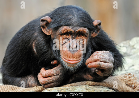 Chimpanzee (Pan troglodytes), chimp, juvenile, African species, captive Stock Photo