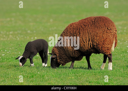 Zwartbles Sheep, Domestic Sheep (Ovis orientalis aries), ewe and a lamb on a pasture, North Holland, Netherlands, Europe Stock Photo