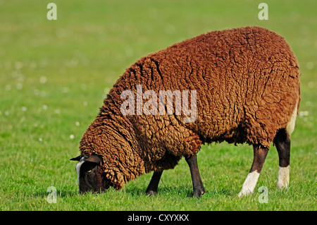 Zwartbles Sheep, Domestic Sheep (Ovis orientalis aries), ewe, North Holland, Netherlands, Europe Stock Photo