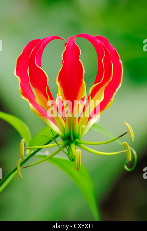 Flame lily, Fire Lily, Gloriosa Lily, Glory Lily, Superb Lily, Climbing Lily or Creeping Lily (Gloriosa superba), flower Stock Photo