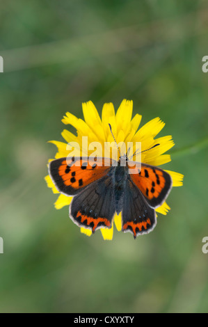 Small Copper, American Copper, or the Common Copper (Lycaena phlaeas) on Hawkweed (Hieracium sp.), Moenchbruch Nature Reserve Stock Photo
