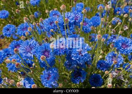 Blue cornflowers (Centaurea cyanus), Dreieich-Goetzenhain, Hesse Stock Photo