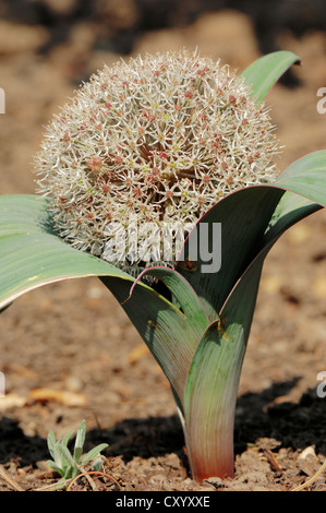 Turkestan Onion or Silver-leaved Allium (Allium karataviense), native to Asia, ornamental plant Stock Photo