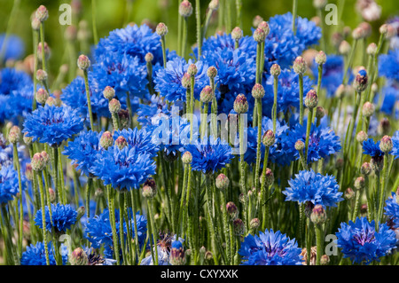Blue cornflowers (Centaurea cyanus), Dreieich-Goetzenhain, Hesse Stock Photo