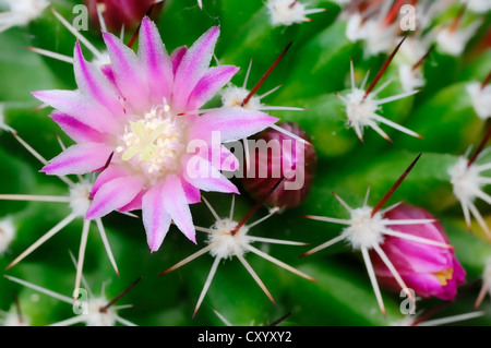 Pincushion Cactus (Mammillaria spinosissima), flowering, native to North America, ornamental plant Stock Photo