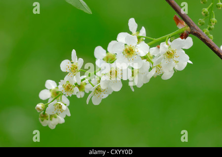 Bird Cherry or Hackberry (Prunus padus, Padus avium), flowering branch, North Rhine-Westphalia Stock Photo