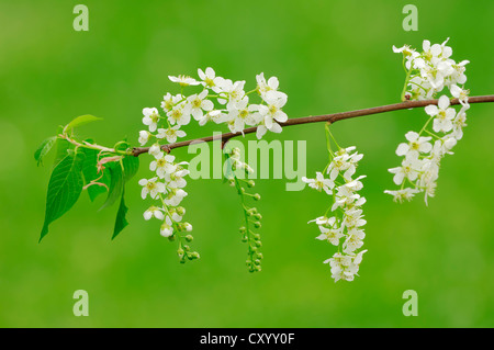 Bird Cherry or Hackberry (Prunus padus, Padus avium), flowering branch, North Rhine-Westphalia Stock Photo