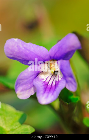 Common dog-violet (Viola riviniana), blossom, North Rhine-Westphalia Stock Photo