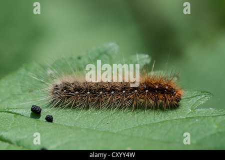 Garden tiger moth (Arctia caja) caterpillar on the leaf of a stinging nettle (Urtica dioica), Moenchbruch nature reserve near Stock Photo