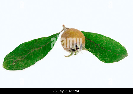 Medlar (Mespilus germanica), fruit and leaves Stock Photo