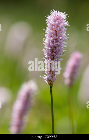 Common bistort (Polygonum bistorta) in a meadow, Taunus mountain range, Koenigstein, Hesse Stock Photo