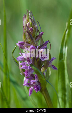 Early marsh orchid (Dactylorhiza incarnata), Moenchbruch nature reserve, Hesse Stock Photo