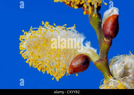 Goat willow (Salix caprea), male catkins, North Rhine-Westphalia Stock Photo