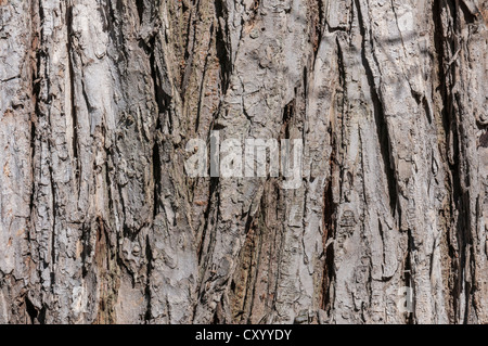 Bark of a European White Elm or Fluttering Elm (Ulmus laevis), detail, Moenchbruch Nature Reserve, near Frankfurt, Hesse Stock Photo
