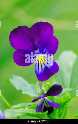 Horned Violet, Tufted Pansy, Horned Pansy (Viola cornuta), flowering Stock Photo
