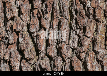 bark excelsior fraxinus ash european alamy similar nature
