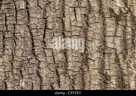 Bark of Black Alder (Alnus glutinosa), detail, Moenchbruch Nature Reserve, near Frankfurt, Hesse Stock Photo