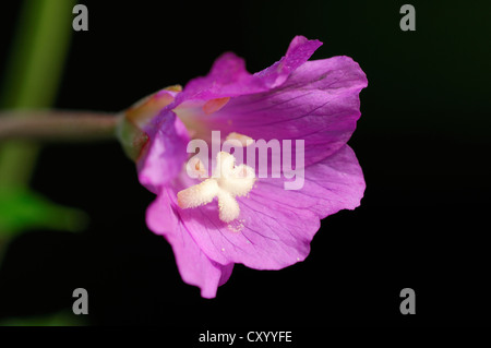 Great Willowherb, Great Hairy Willowherb (Epilobium hirsutum), flowering, North Rhine-Westphalia Stock Photo