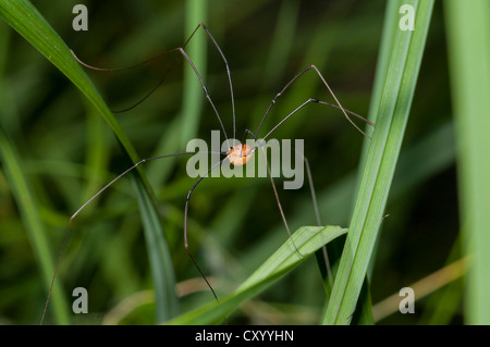 Daddy Longlegs (Opiliones) in Moenchbruch Nature Reserve, Hesse Stock Photo