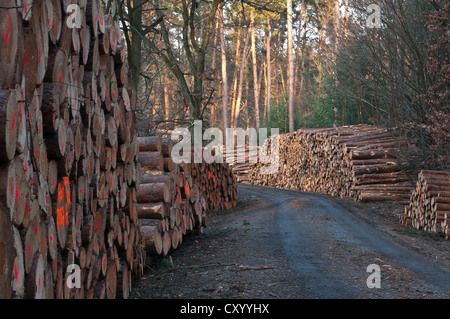 Pine logs, pine, Scots pine (Pinus sylvestris), stacks of wood in a mixed forest, Hesse Stock Photo