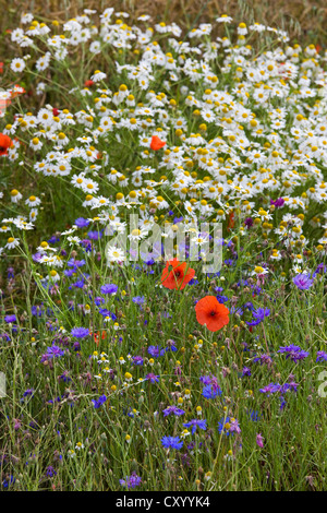 Colourful wildflowers showing poppies, mayweed and cornflowers in meadow in spring Stock Photo