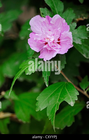 Rose of Sharon, Shrub Althea or Rose Althea (Hibiscus syriacus), flowering, native to Asia, garden plant Stock Photo