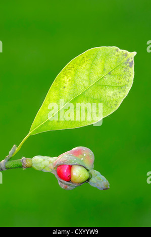 Kobushi Magnolia (Magnolia kobus), leaf and seeds, Japanese species, garden plant, ornamental plant, shrub Stock Photo