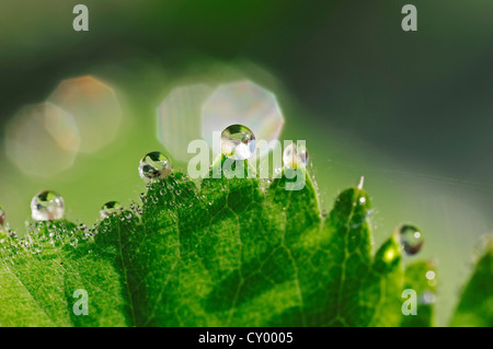 Lady's Mantle (Alchemilla mollis), leaf with water droplets, North Rhine-Westphalia Stock Photo