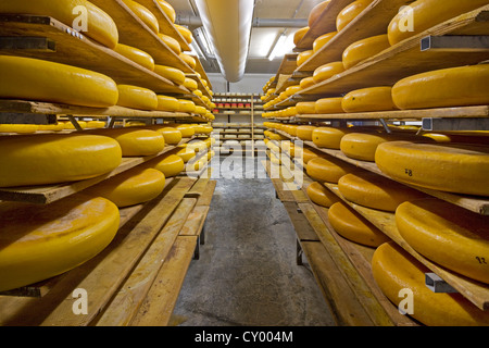 Regional artisan wheel cheeses aging on shelves in cheese dairy, Belgium Stock Photo