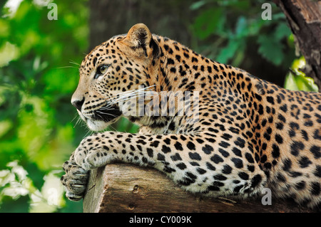 Sri Lankan Leopard (Panthera pardus kotiya), occurrence in Sri Lanka, captive, India, Asia Stock Photo