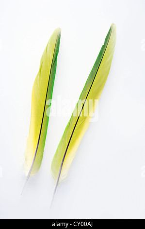 Feathers of the Indian Ring-necked Parakeet, Rose-ringed Parakeet (Psittacula krameri manillensis) Stock Photo