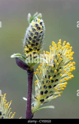 Catkins of common osier (Salix viminalis) in spring Stock Photo